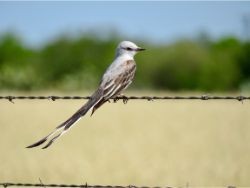 Scissor-tailed Flycatcher